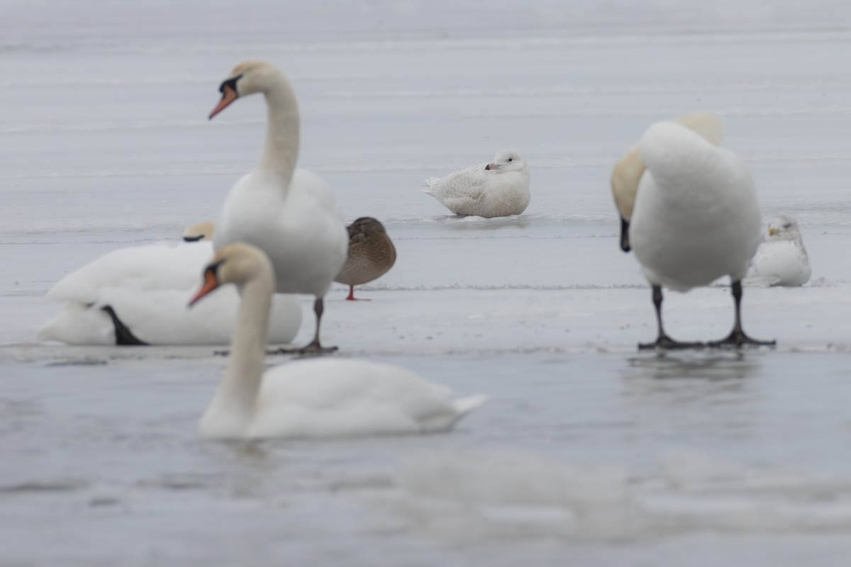 Glaucous Gull - ML613874490