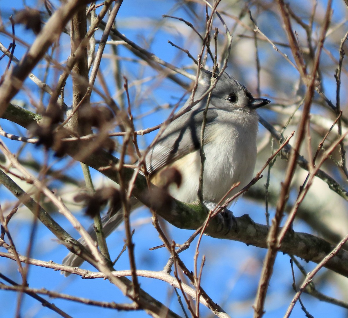 Tufted Titmouse - Bonnie Berard