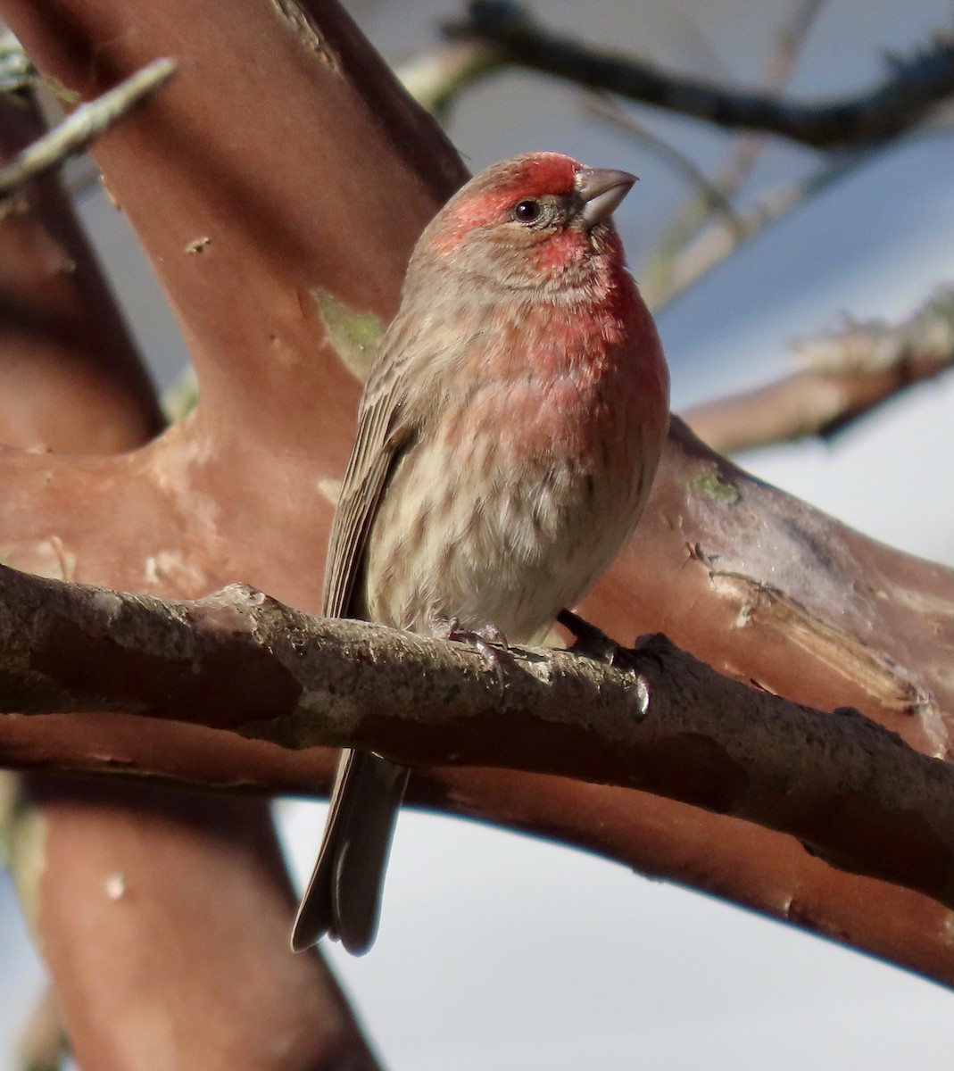 House Finch - Bonnie Berard