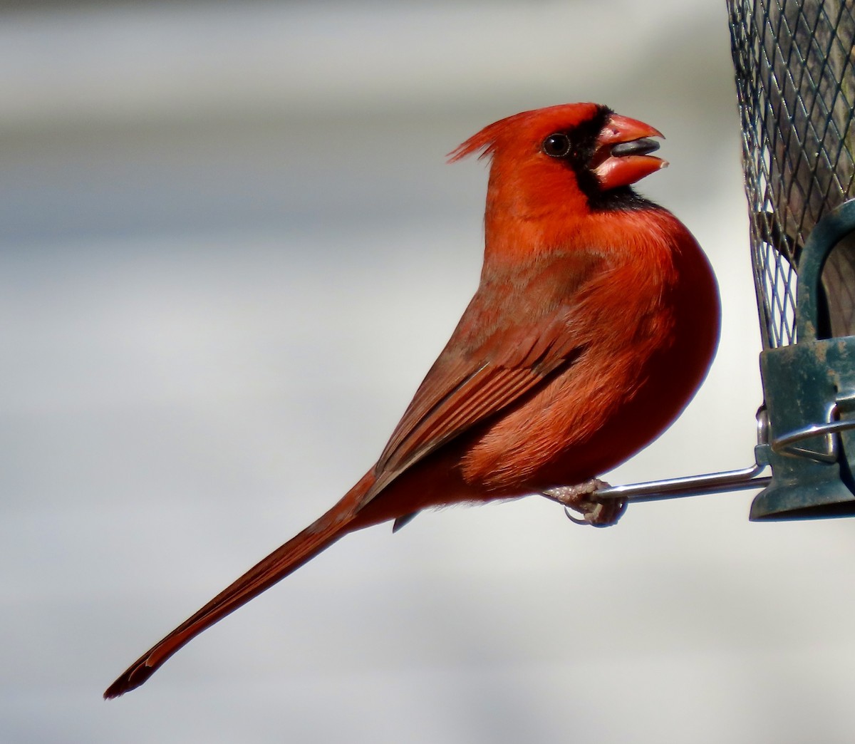 Northern Cardinal - Bonnie Berard