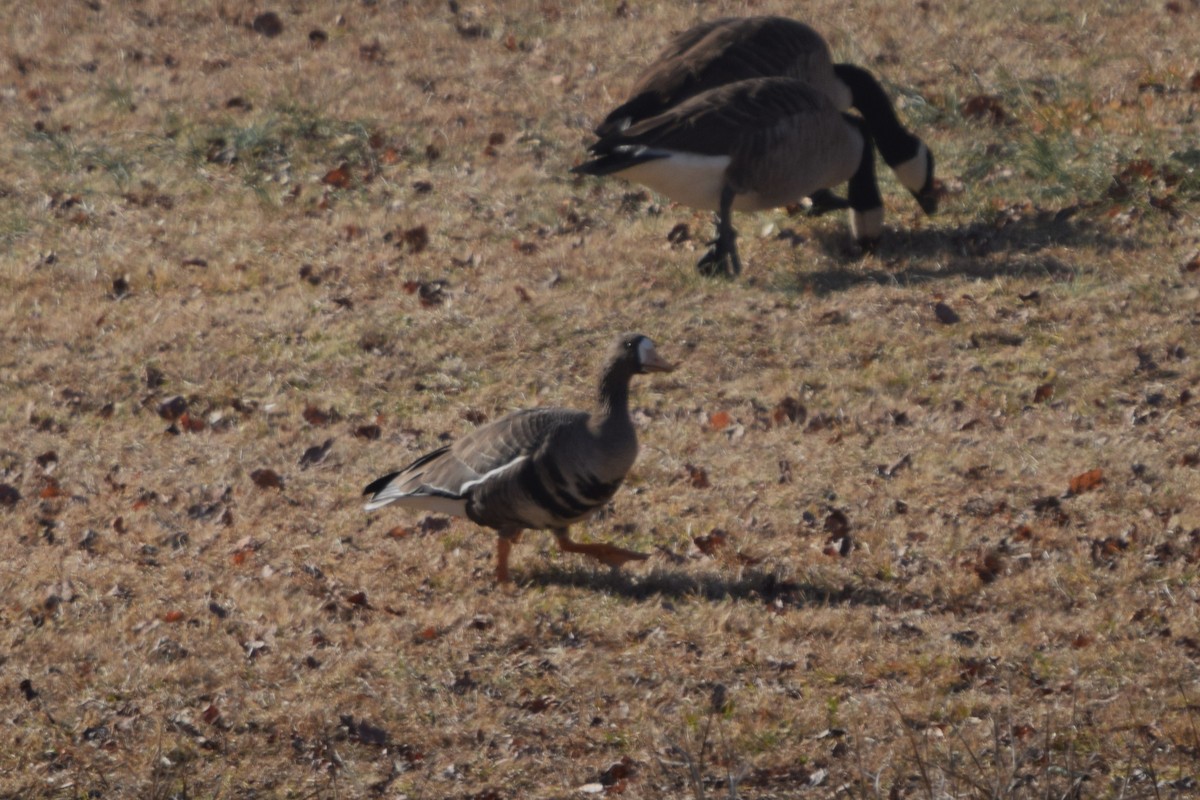 Greater White-fronted Goose - ML613874551