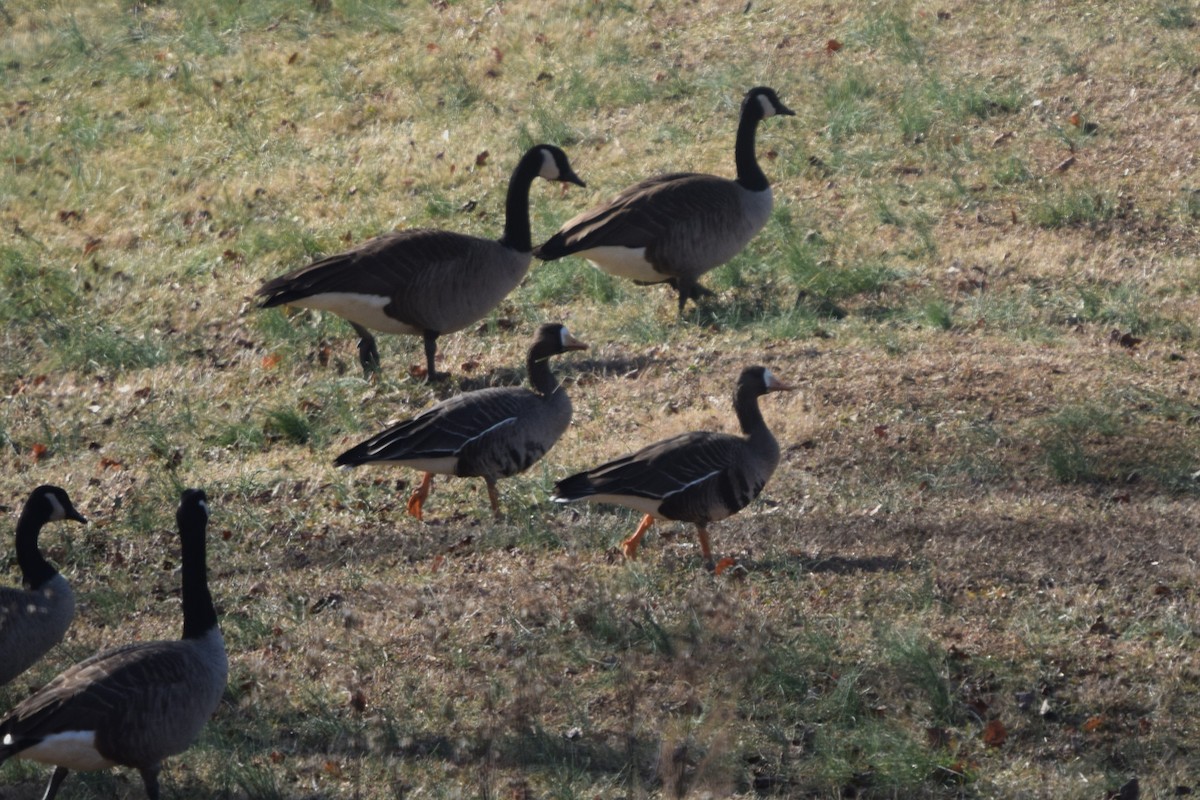 Greater White-fronted Goose - ML613874552