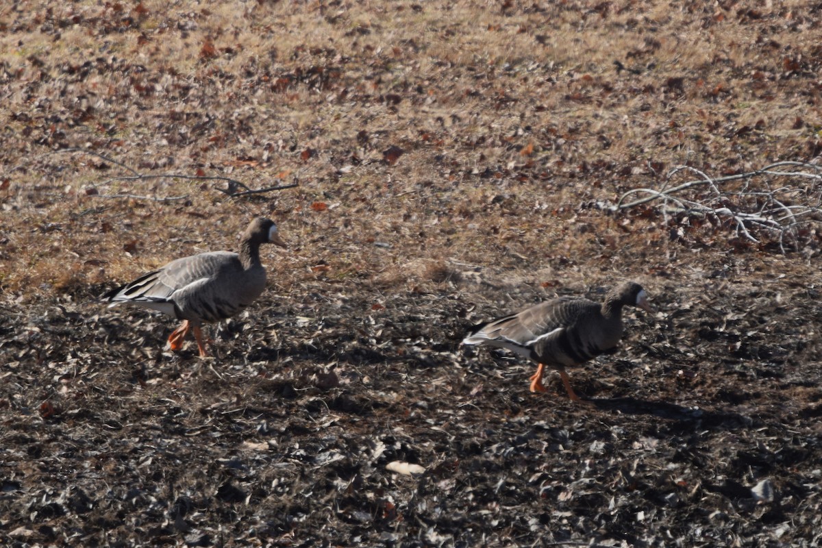Greater White-fronted Goose - ML613874553