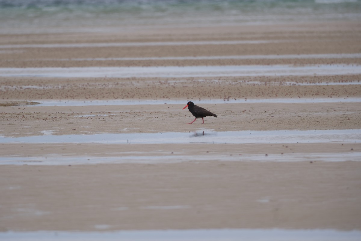 Sooty Oystercatcher - ML613874571