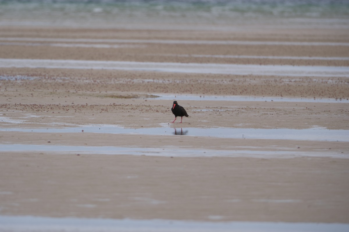 Sooty Oystercatcher - TAEWON SON