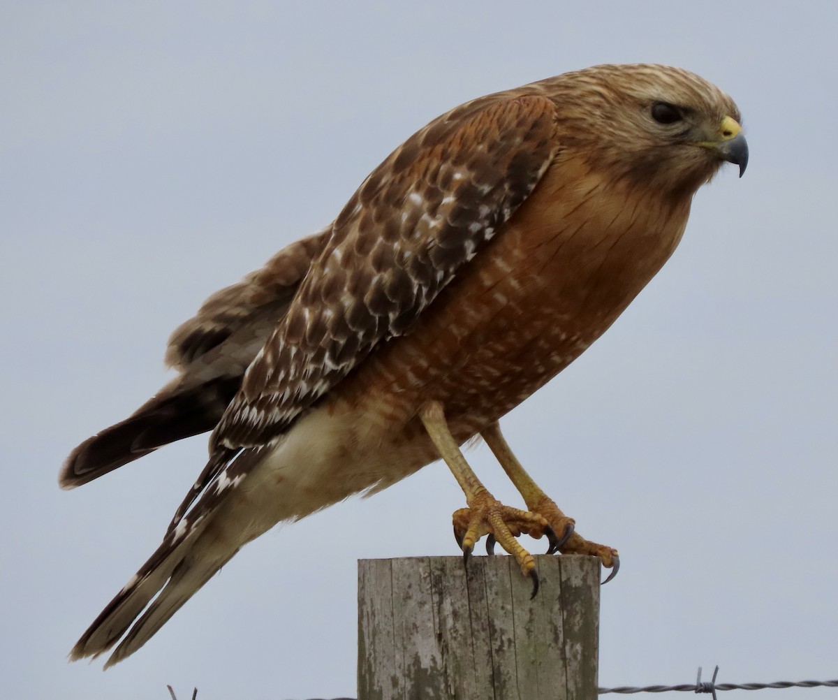 Red-shouldered Hawk - Bonnie Berard