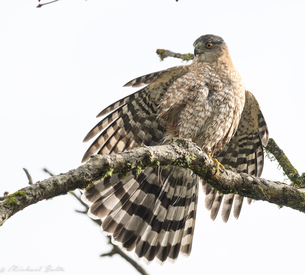 Cooper's Hawk - ML613874599