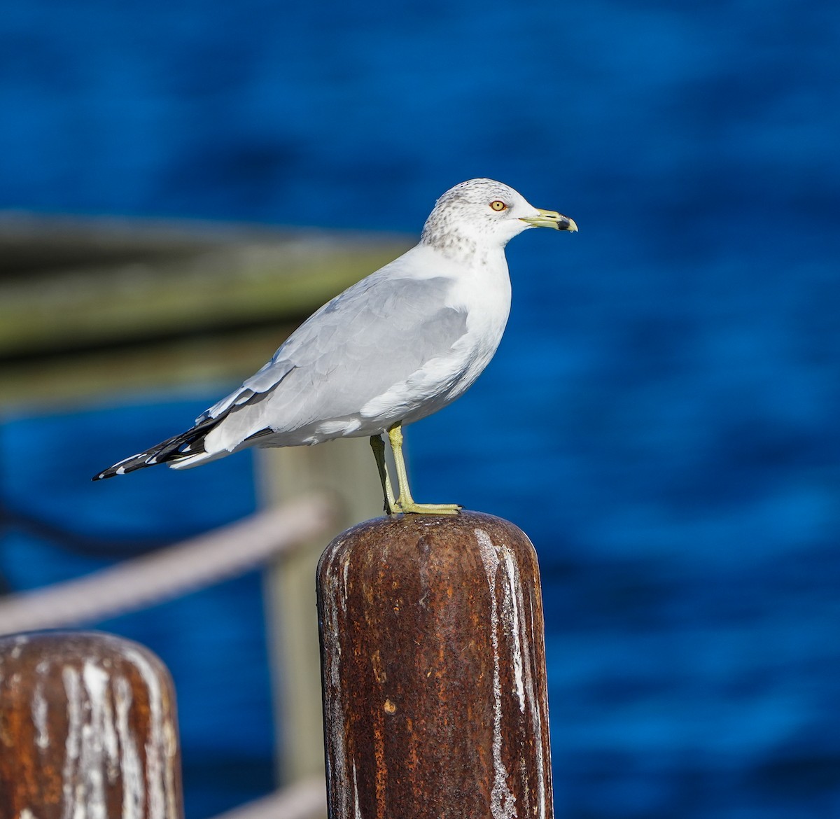 Ring-billed Gull - ML613874660