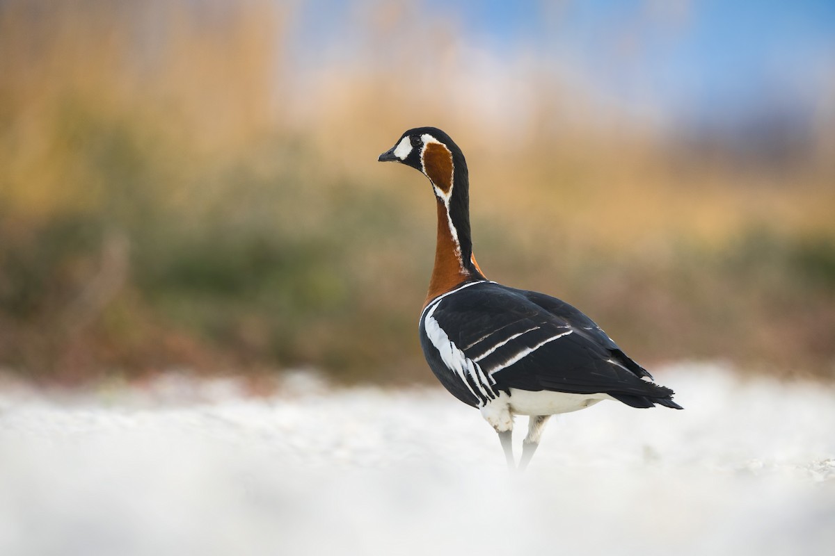 Red-breasted Goose - ML613874663