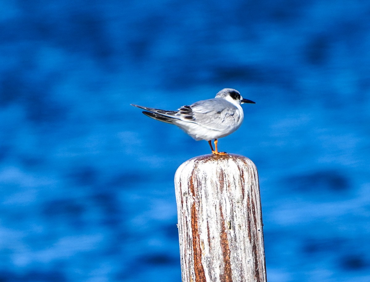 Forster's Tern - ML613874668