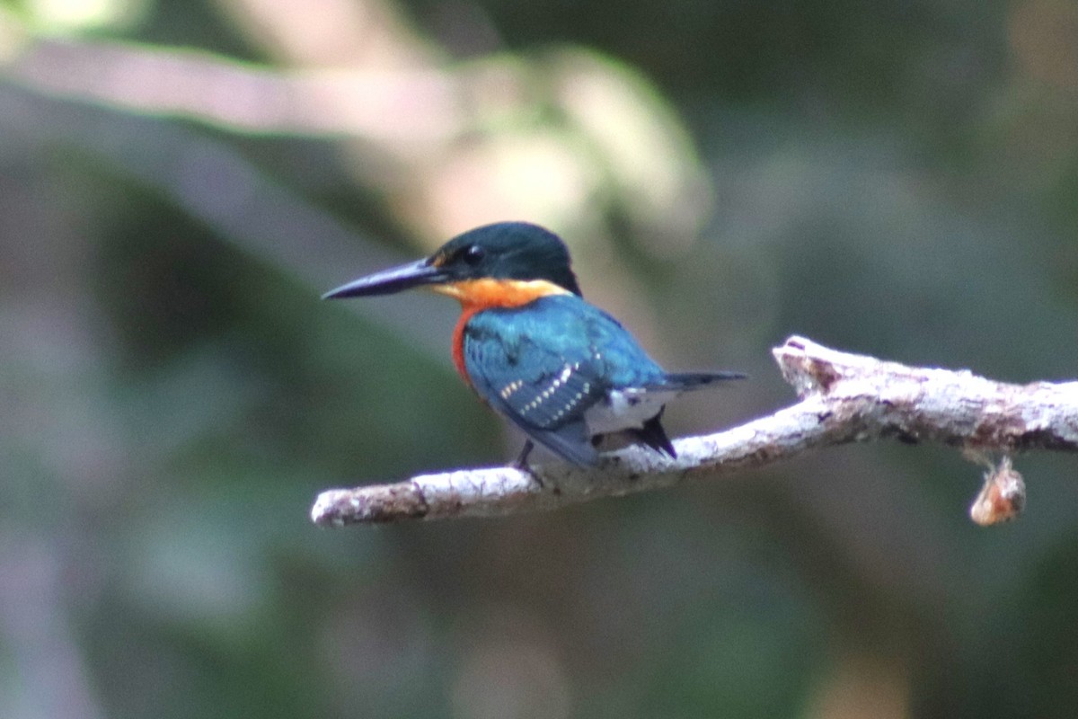 American Pygmy Kingfisher - ML613874733