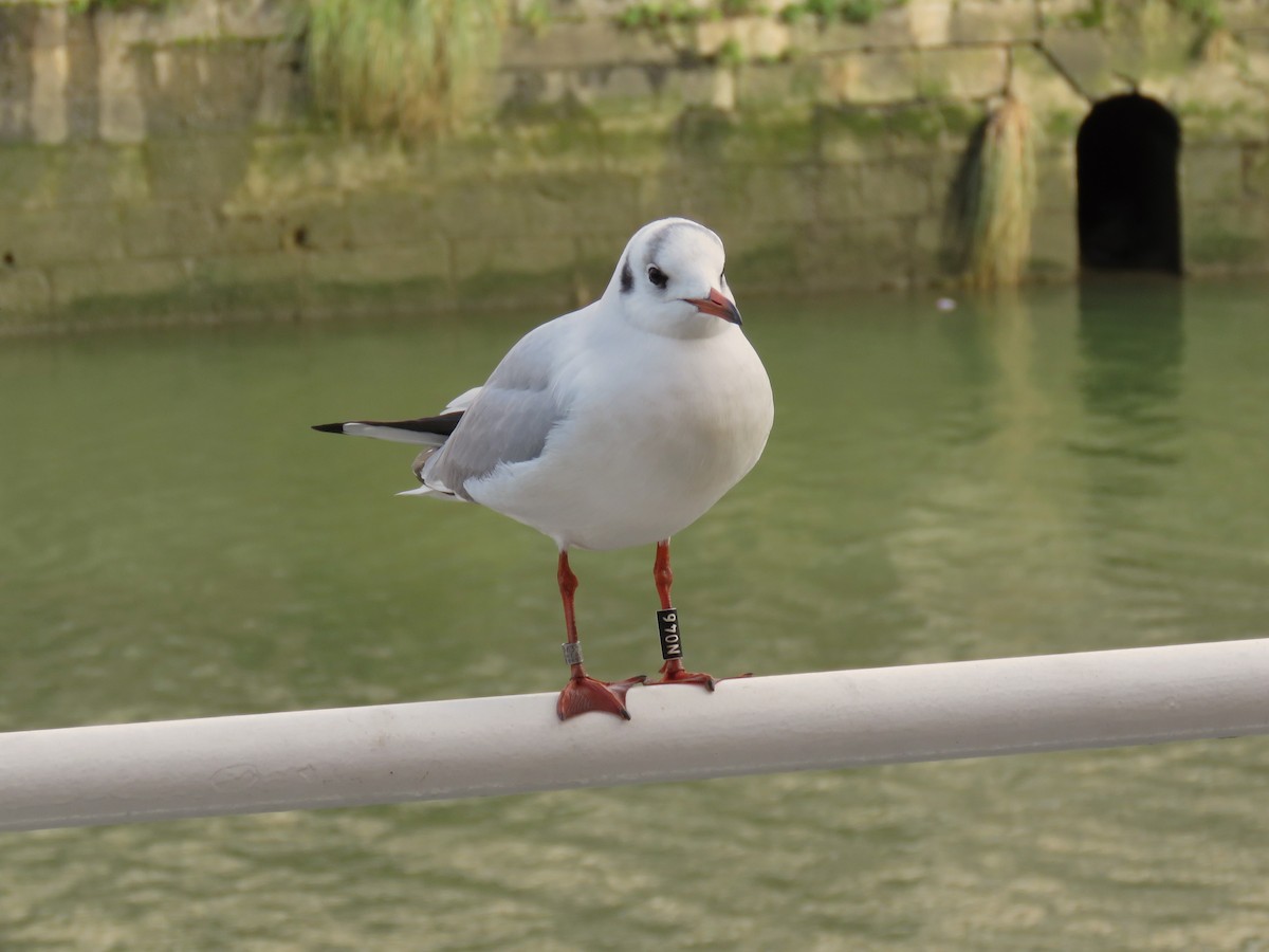 Mouette rieuse - ML613874737