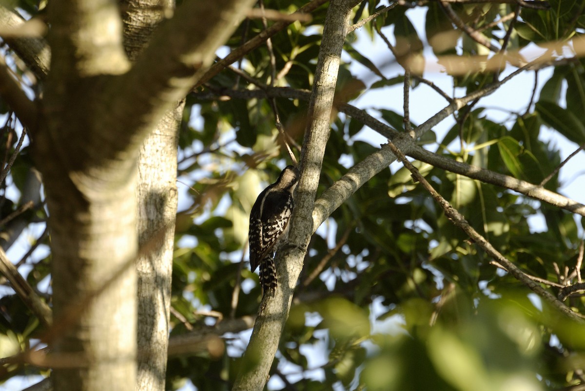 White-fronted Woodpecker - Maxime Zucca