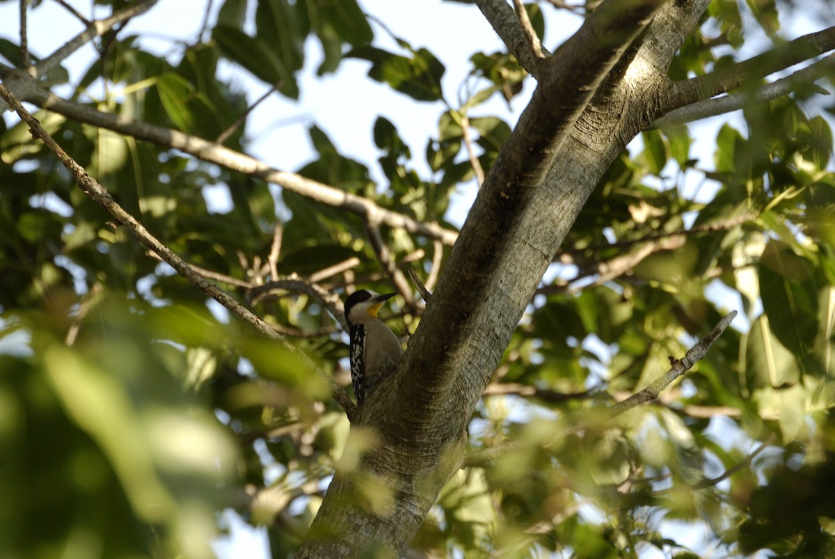 White-fronted Woodpecker - ML613874744