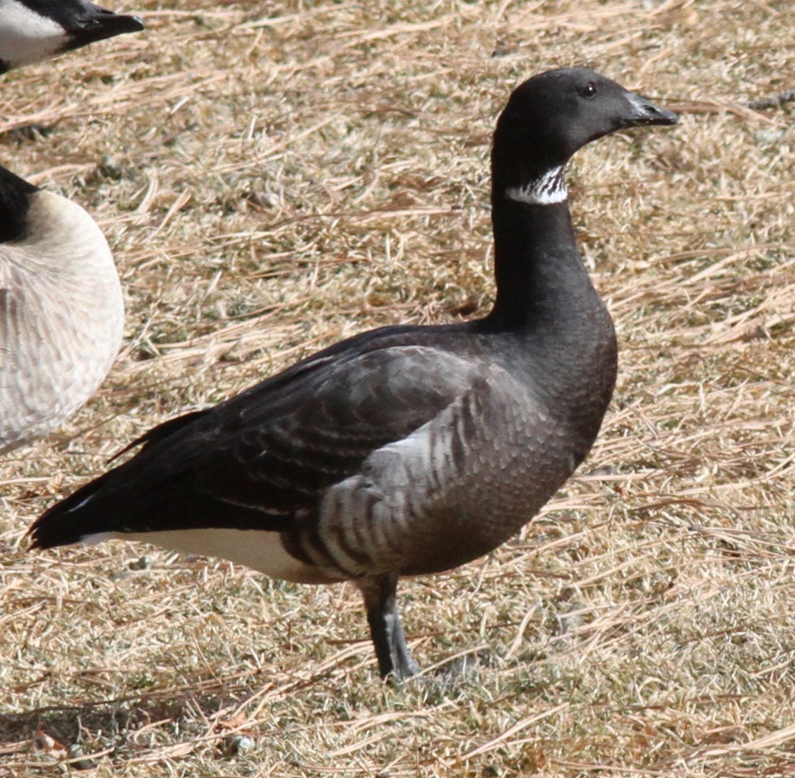 berneška tmavá (ssp. nigricans) - ML613874770