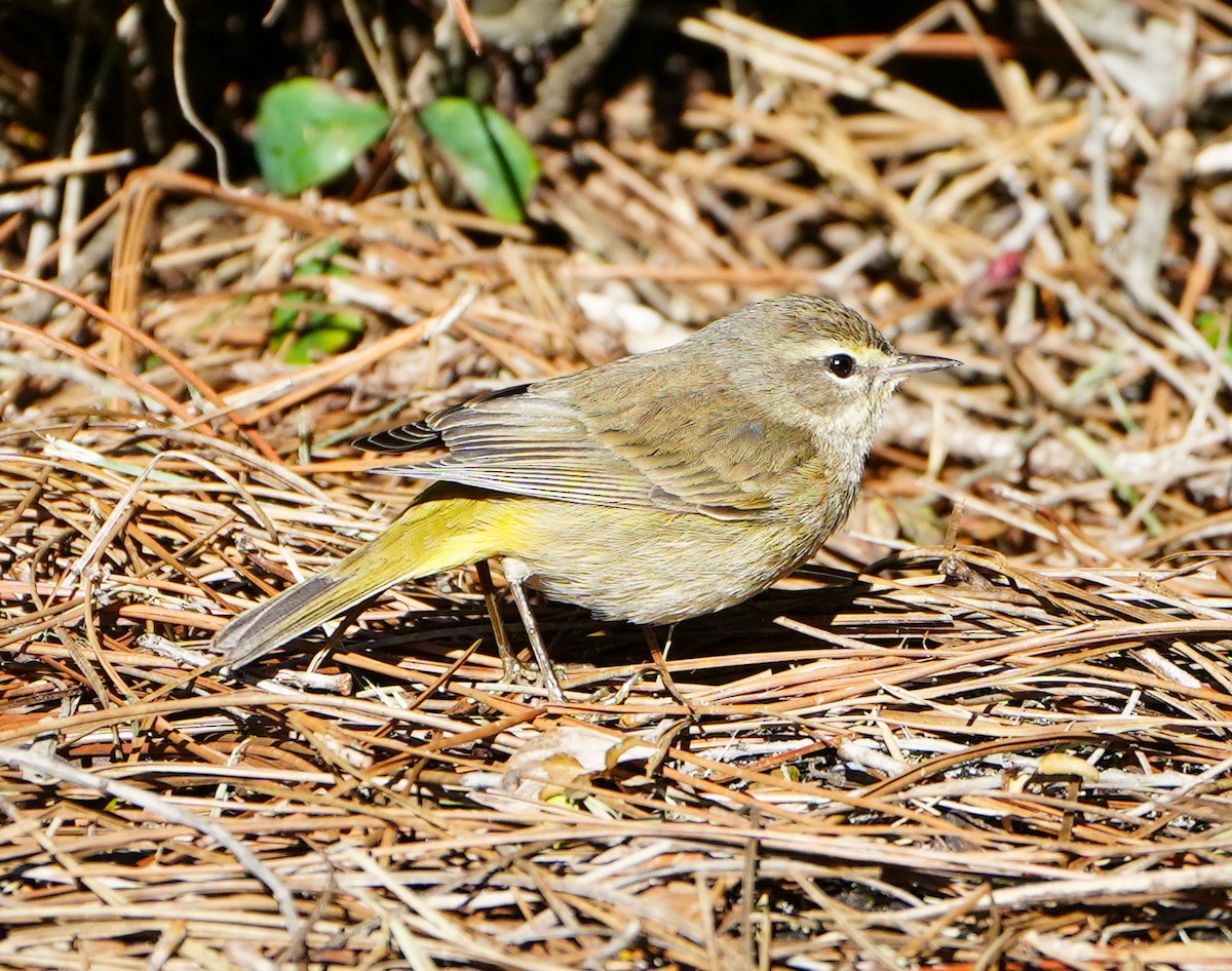 Palm Warbler - ML613874782