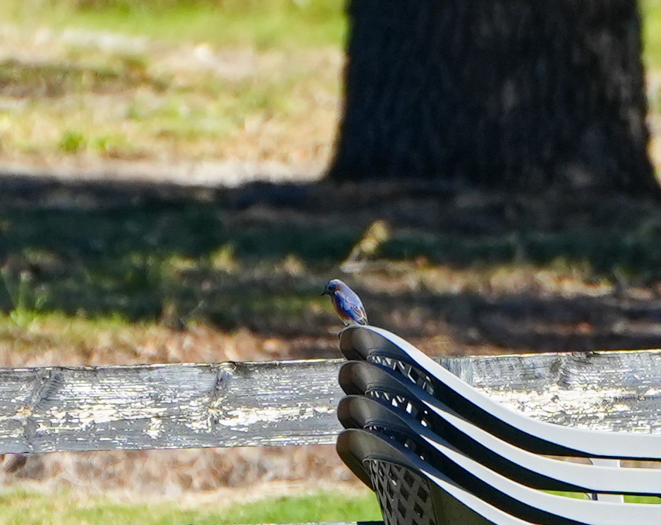 Eastern Bluebird - ML613874787