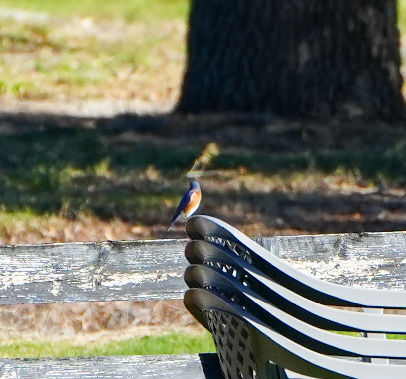 Eastern Bluebird - ML613874792