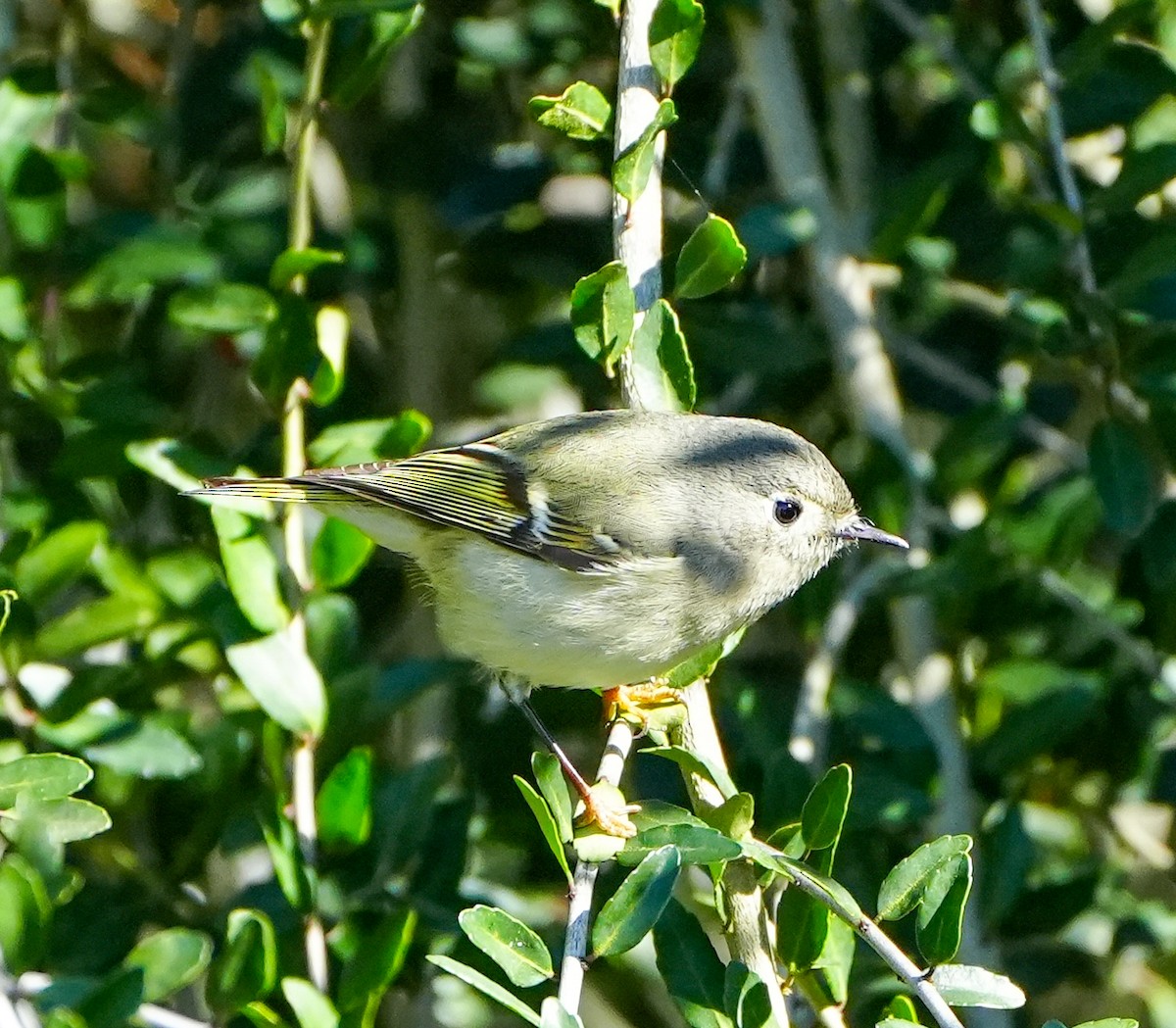 Ruby-crowned Kinglet - ML613874798