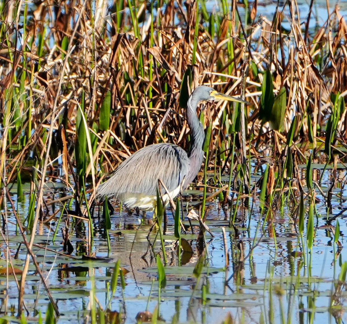 Tricolored Heron - ML613874803
