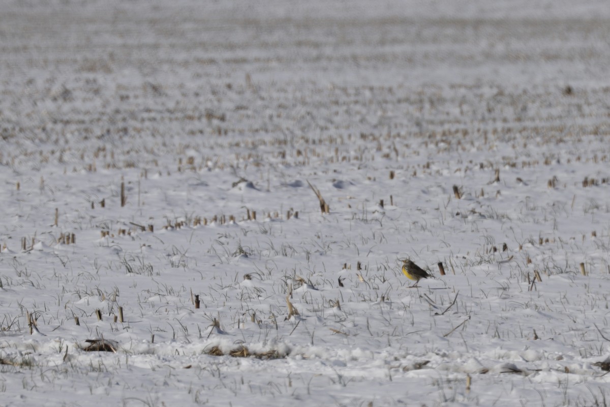 Eastern Meadowlark - ML613874869