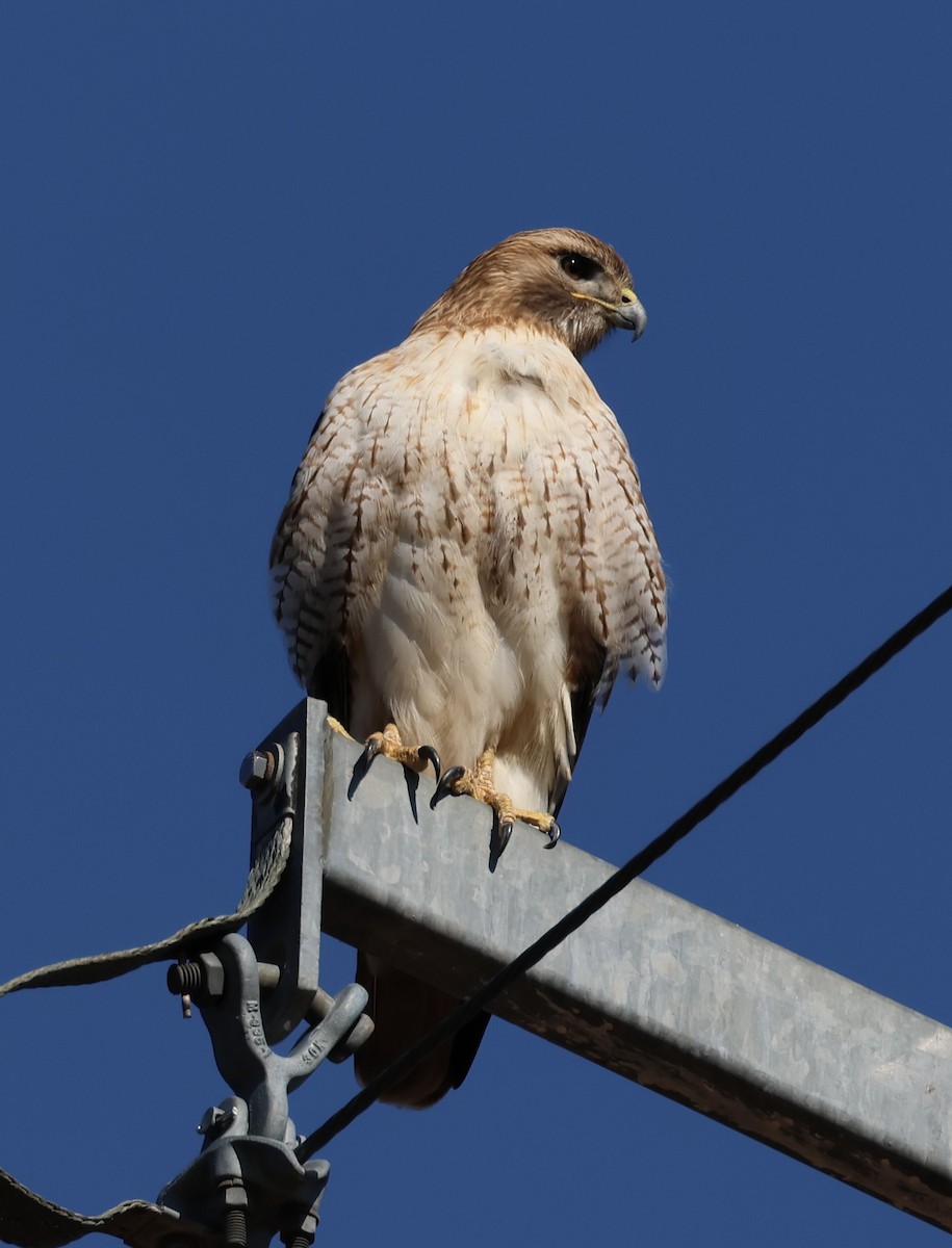Red-tailed Hawk - ML613874892