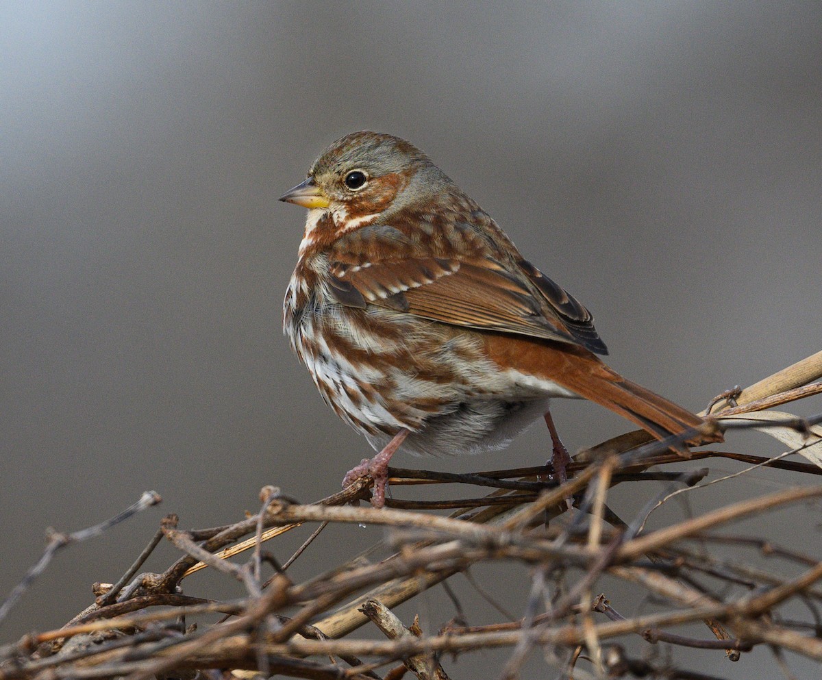 Fox Sparrow - ML613874911