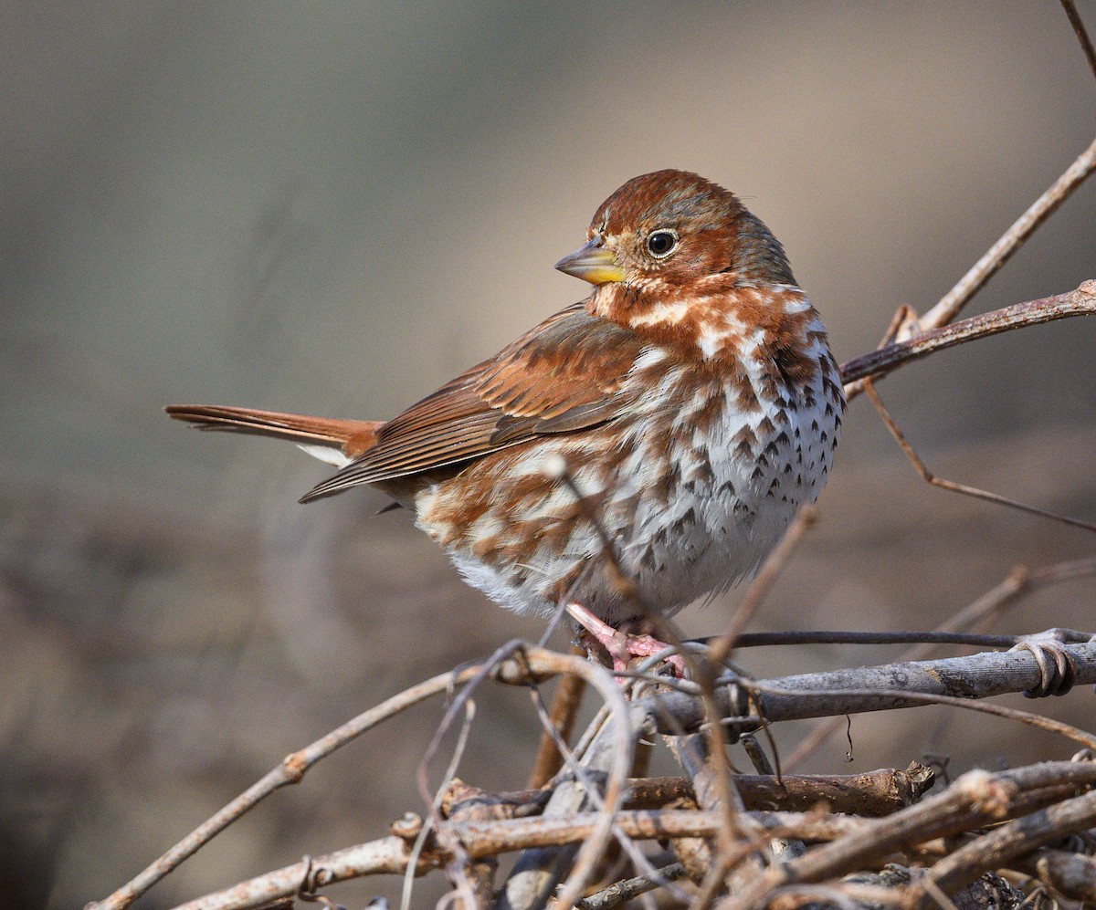 Fox Sparrow - ML613874912