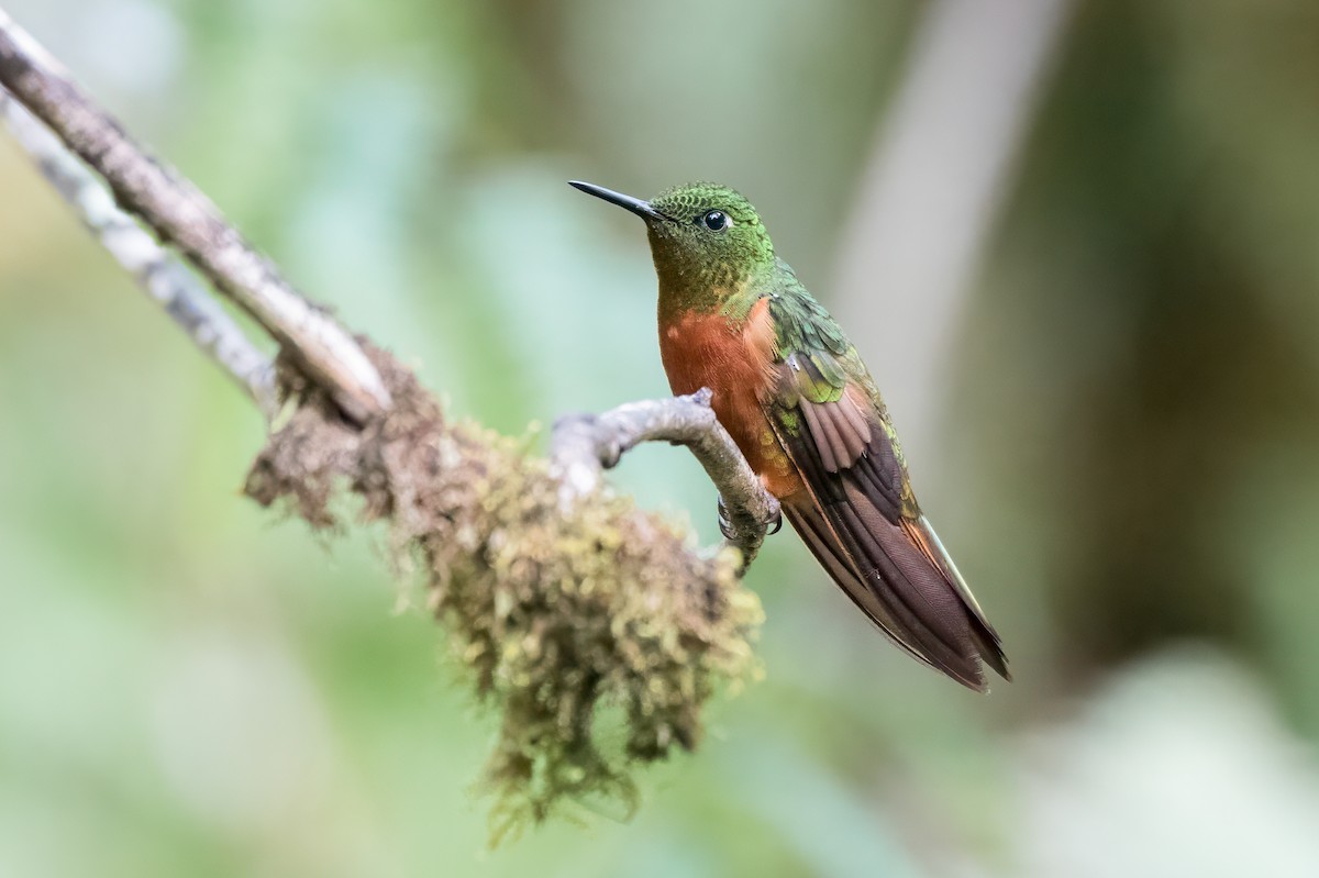 kolibřík peruánský - ML613874949