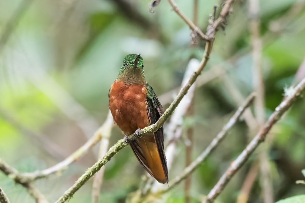 kolibřík peruánský - ML613874950