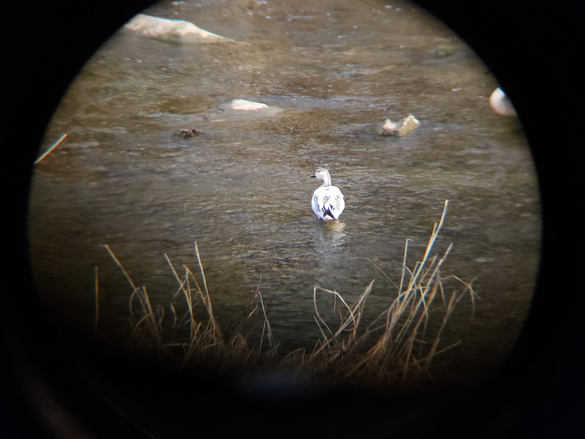 Oca delle nevi - ML613874951