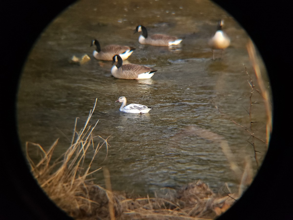 Oca delle nevi - ML613874952