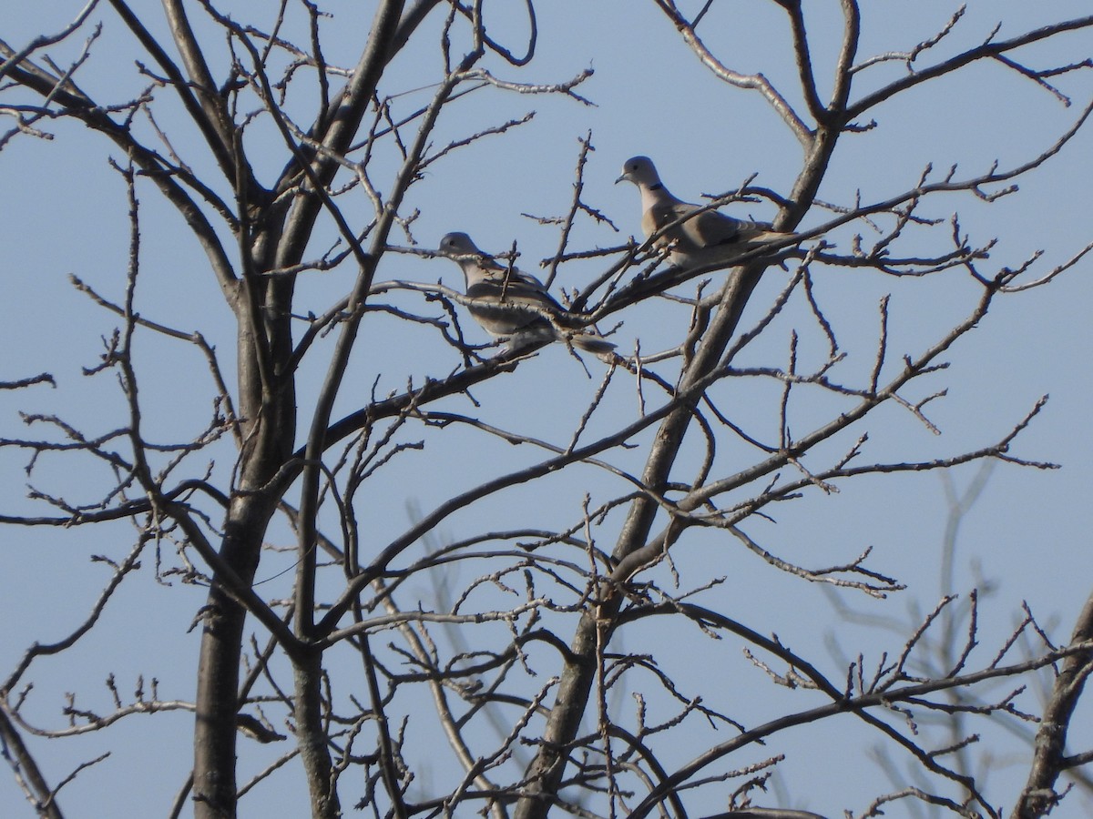 Eurasian Collared-Dove - ML613874966