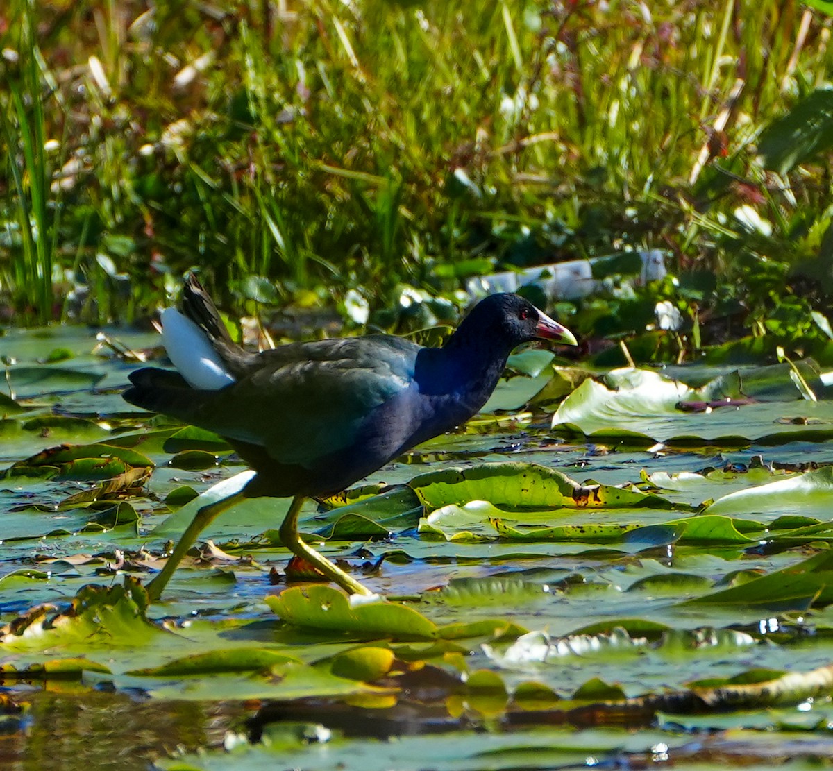 Purple Gallinule - ML613874969