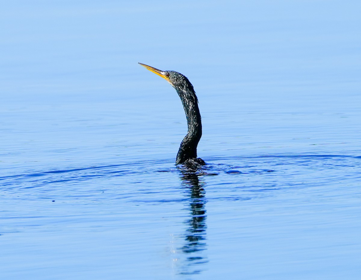 Anhinga - ML613874974