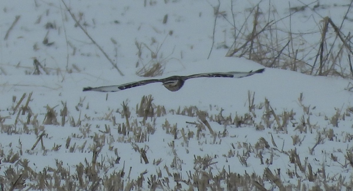 Rough-legged Hawk - ML613874977