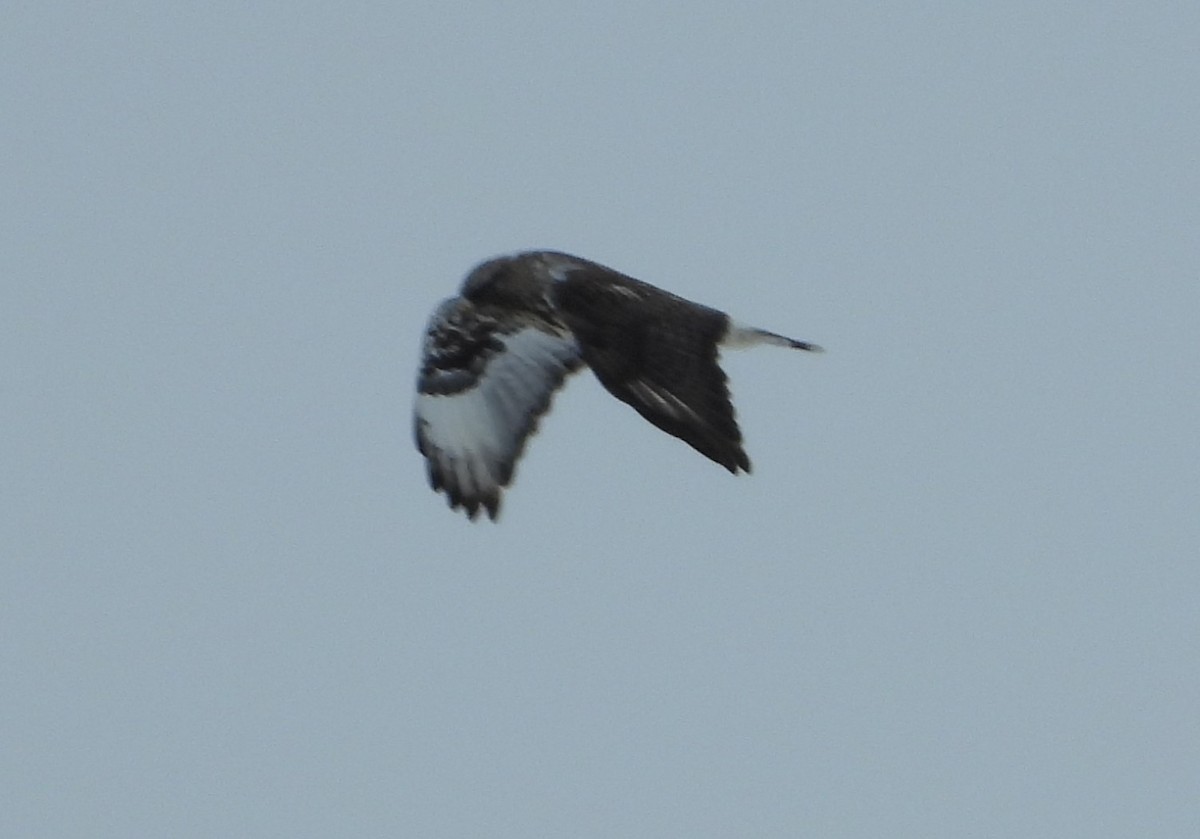 Rough-legged Hawk - ML613874978