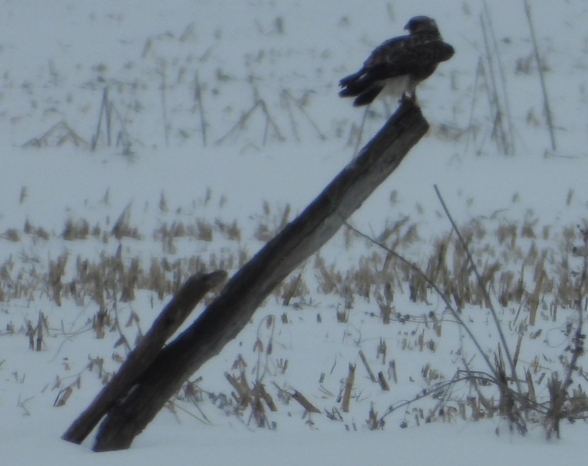 Rough-legged Hawk - ML613874979