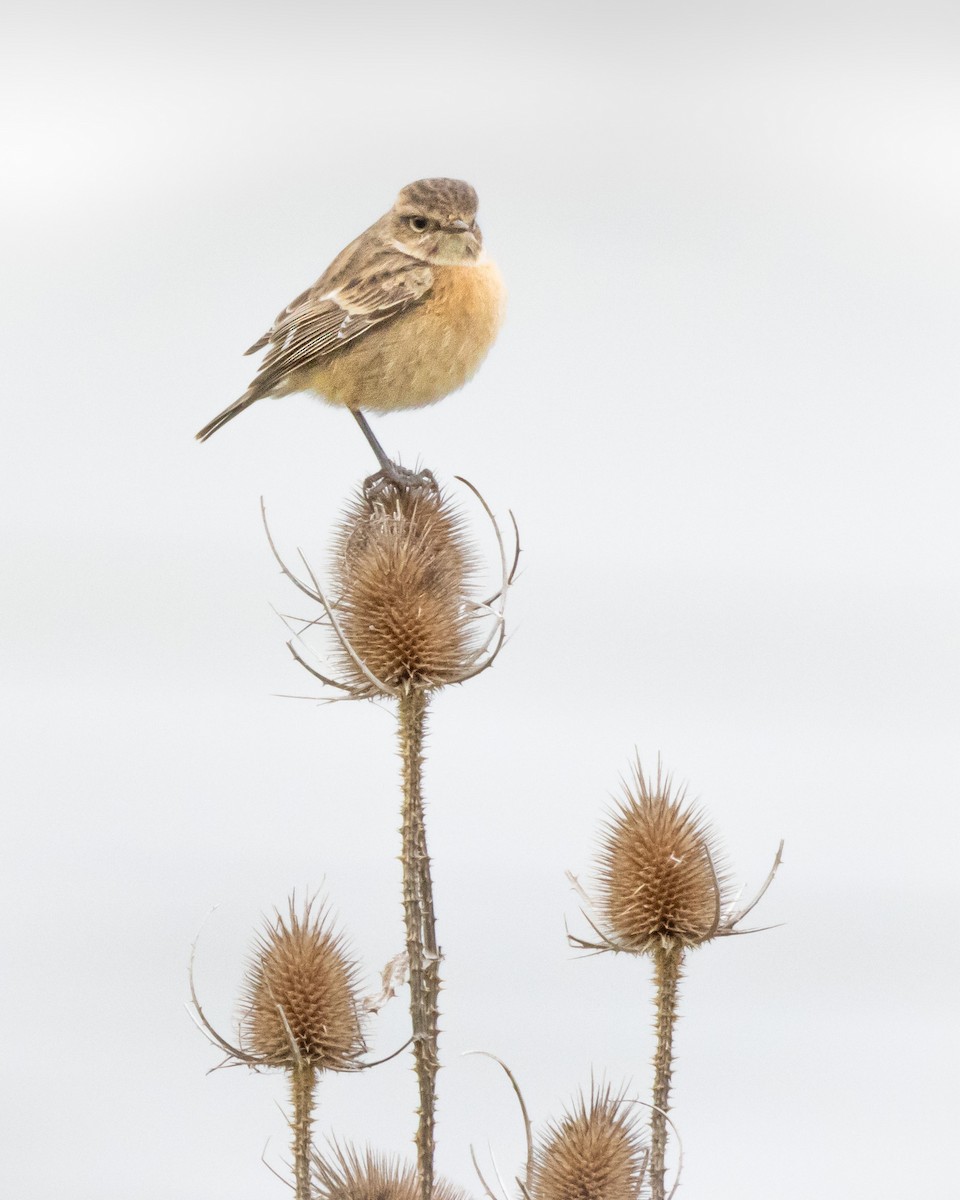 European Stonechat - ML613874990