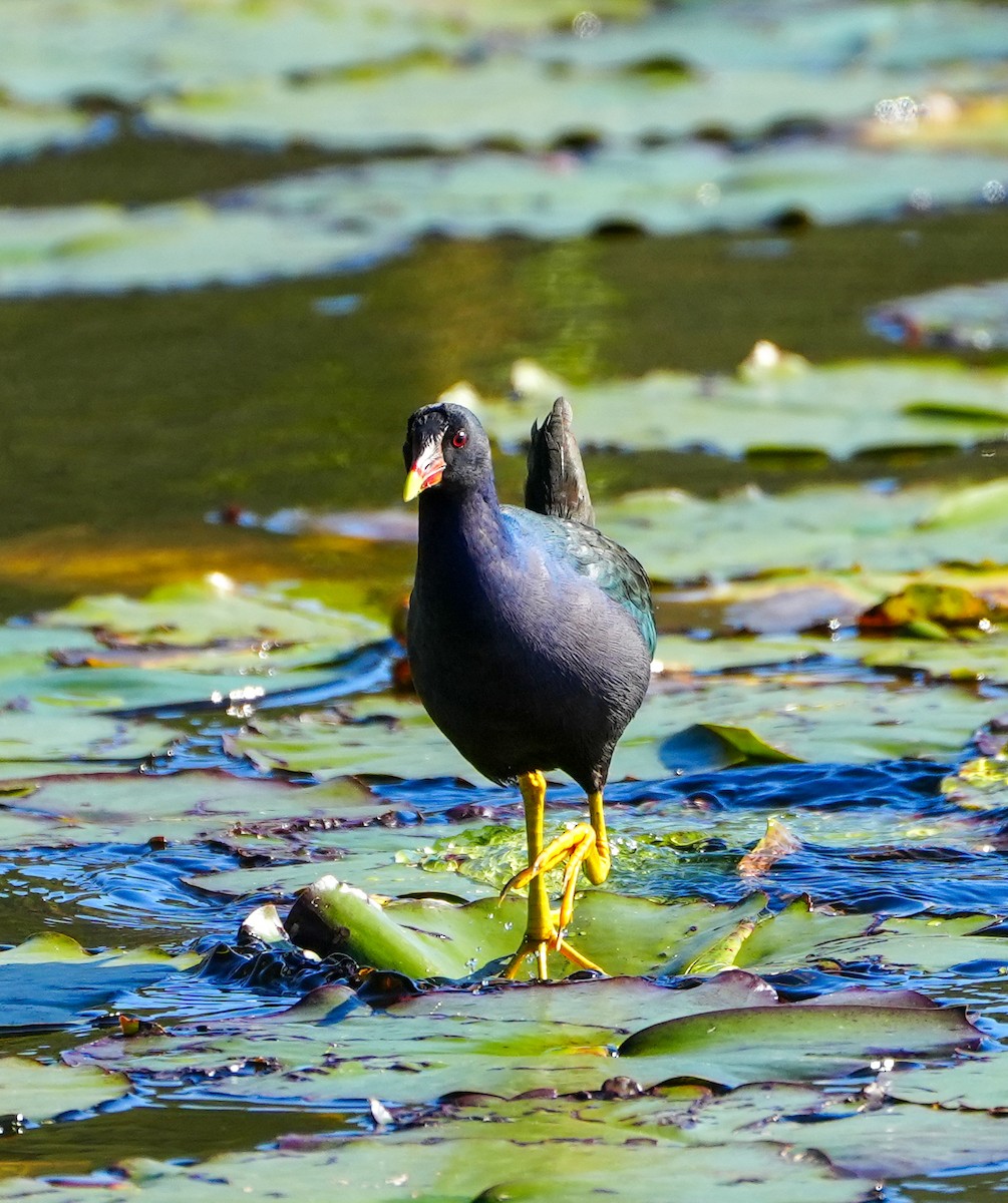 Purple Gallinule - ML613874998