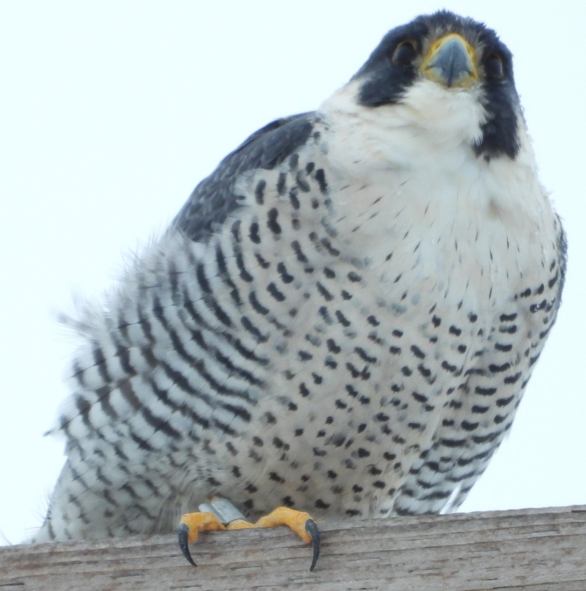 Peregrine Falcon - ML613875002