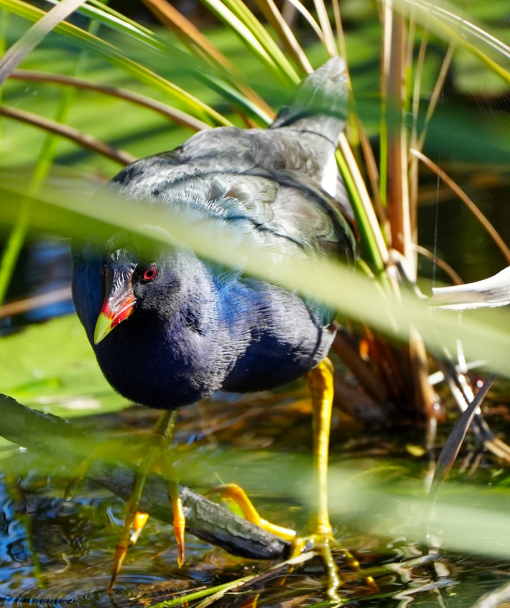 Purple Gallinule - ML613875005