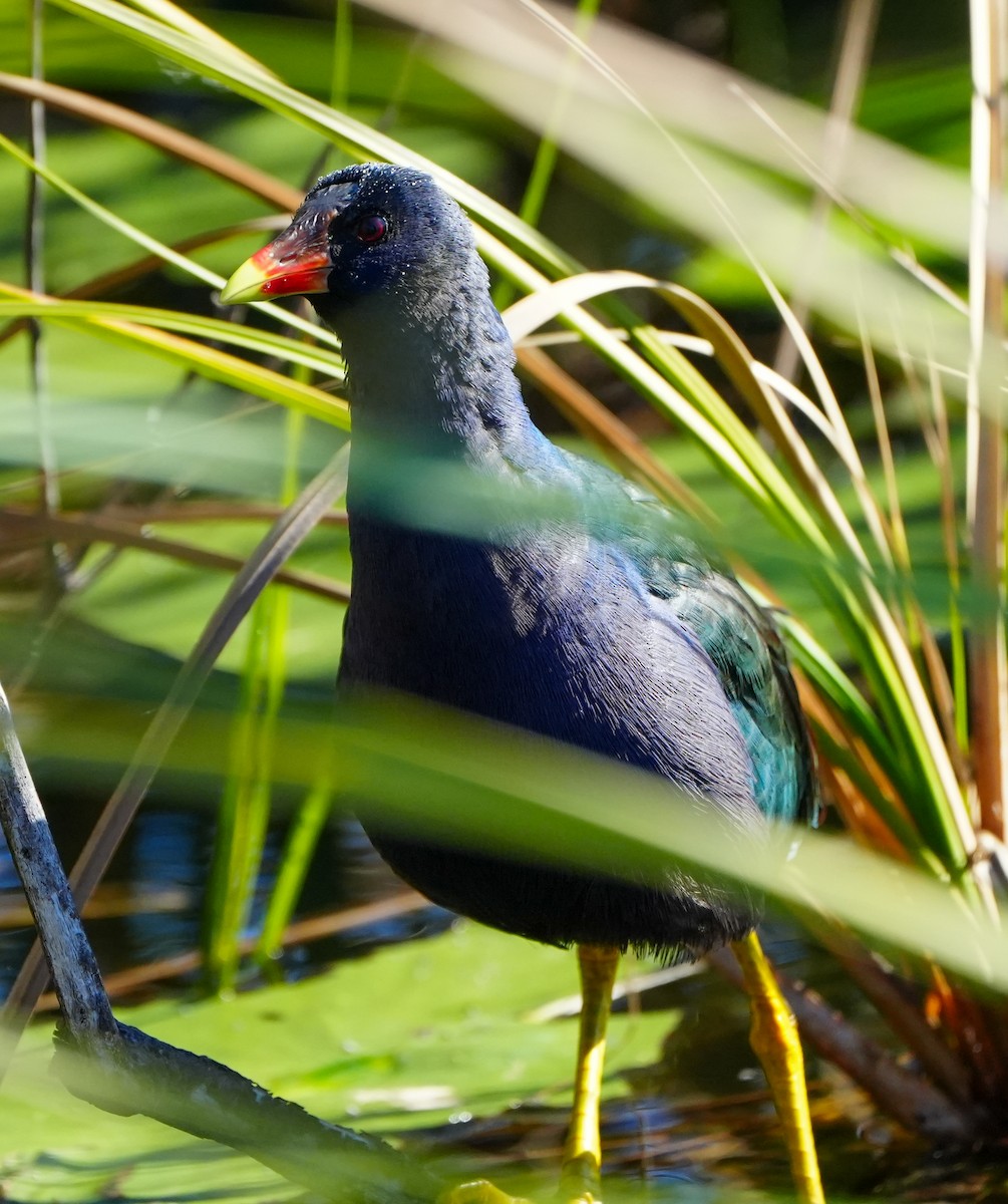 Purple Gallinule - ML613875017
