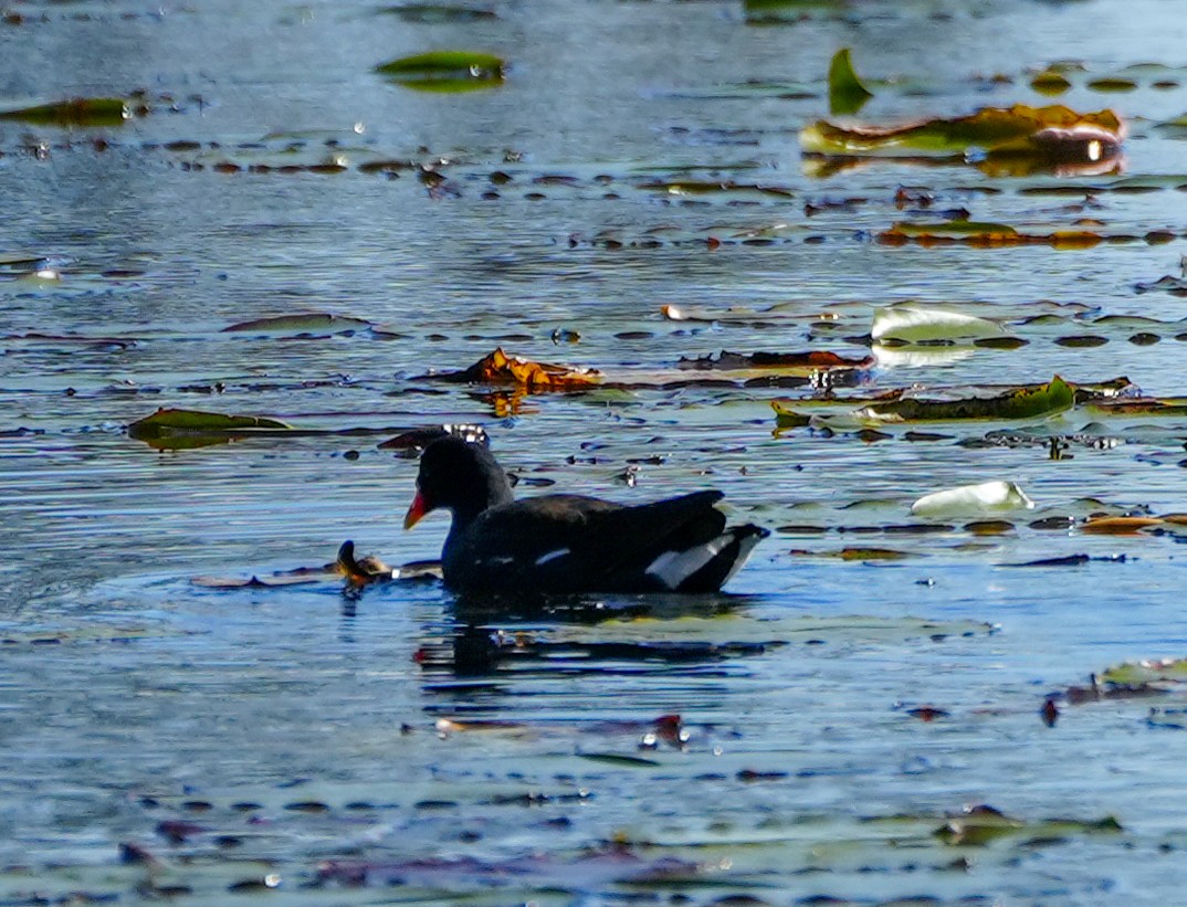 Common Gallinule - ML613875024
