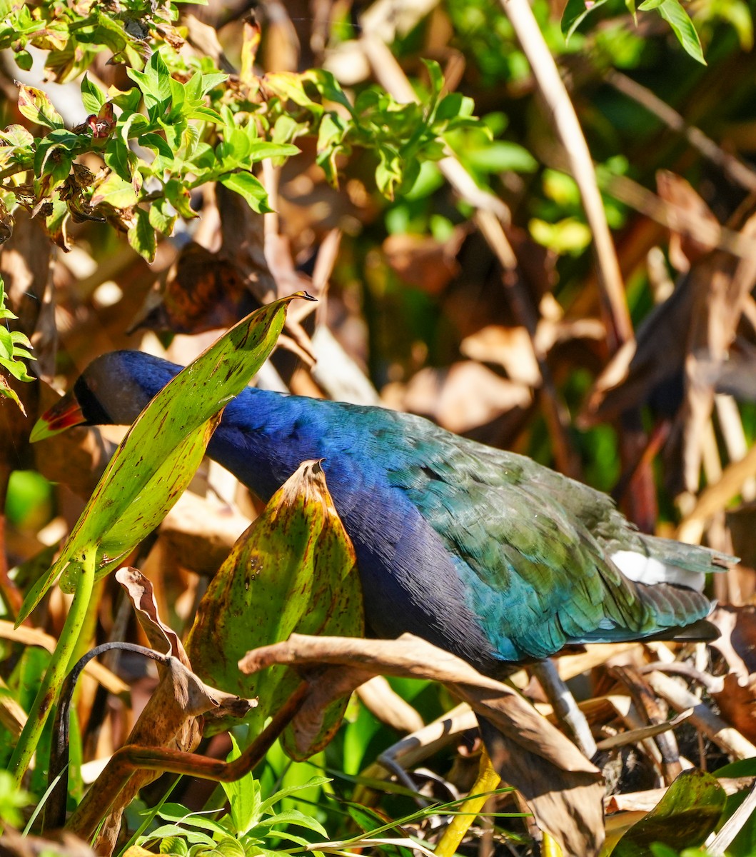 Purple Gallinule - ML613875027