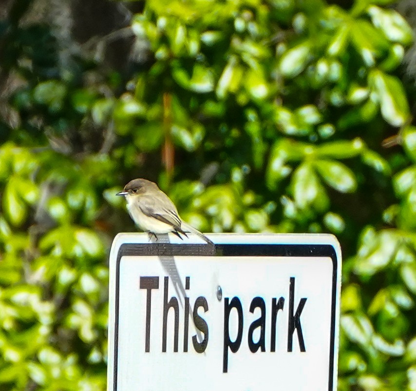 Eastern Phoebe - ML613875029