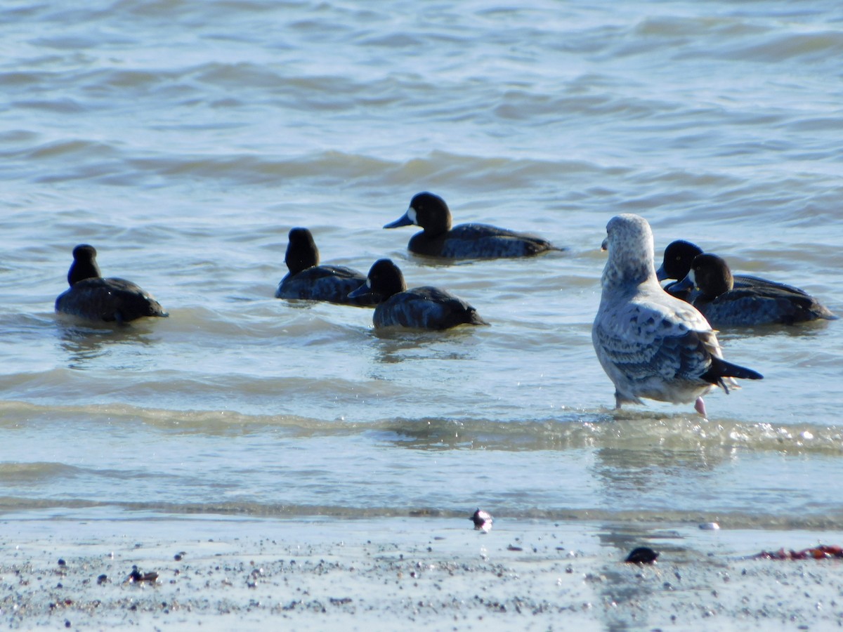 Greater Scaup - ML613875075