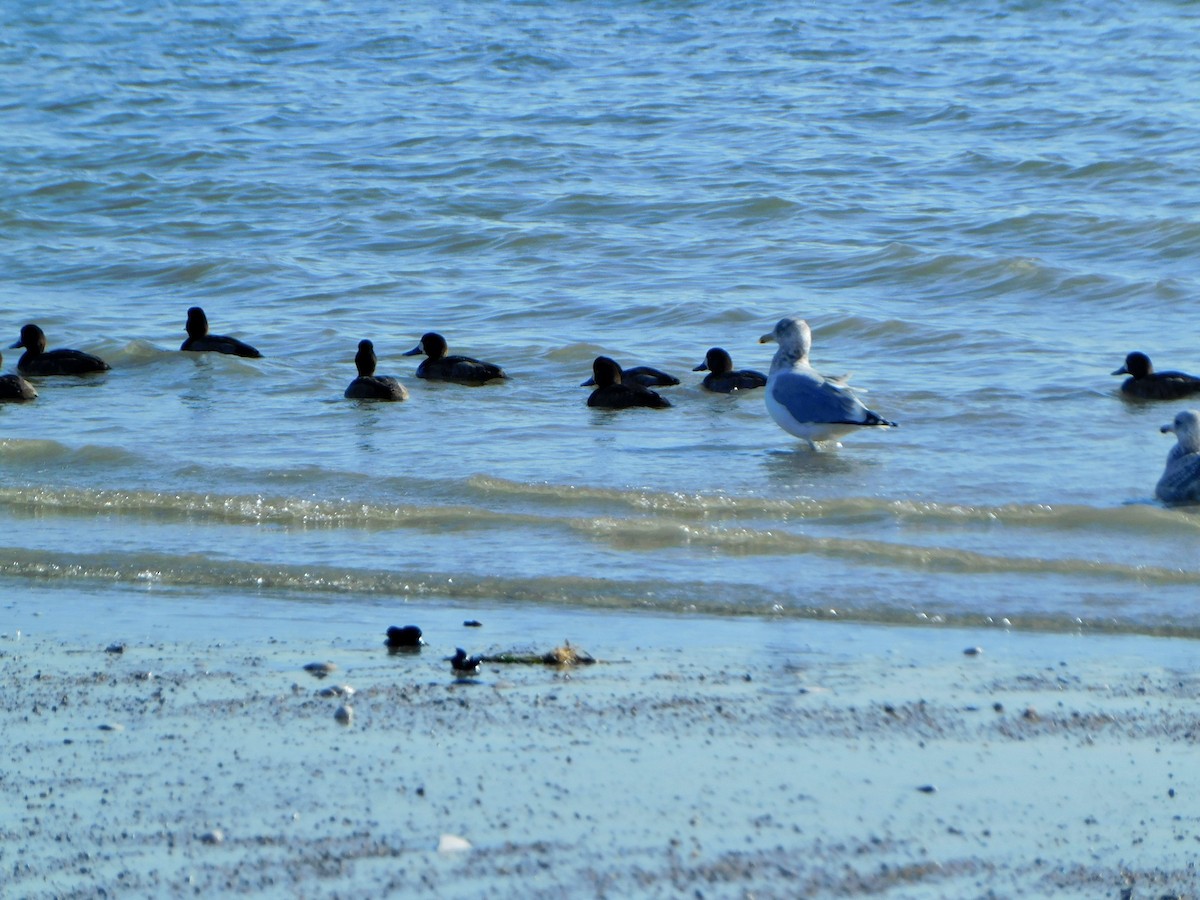 Greater Scaup - ML613875076