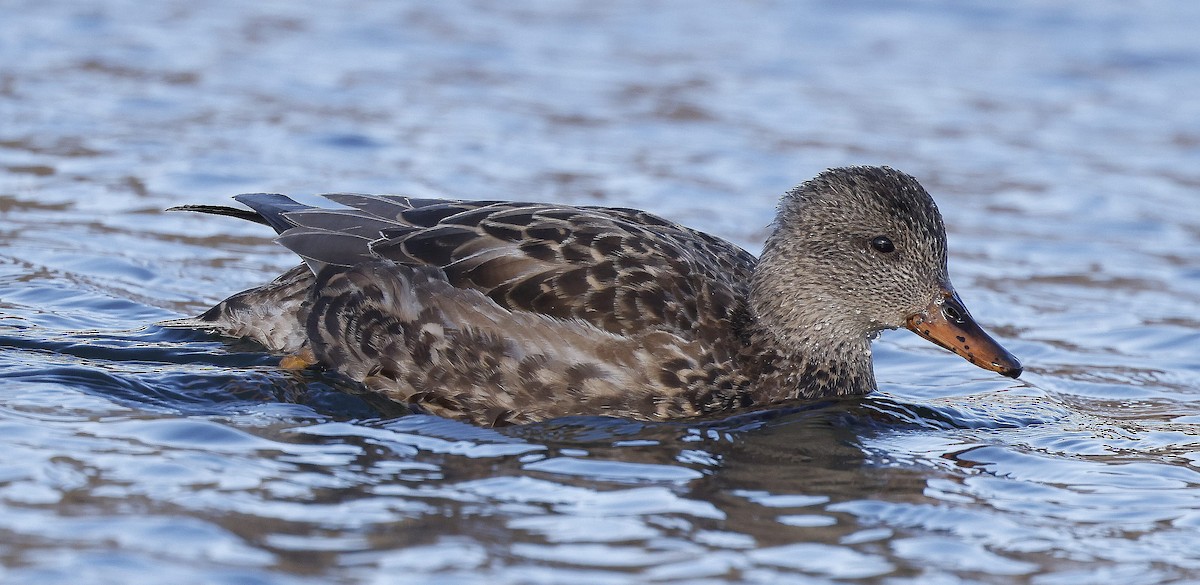 Gadwall - ML613875087