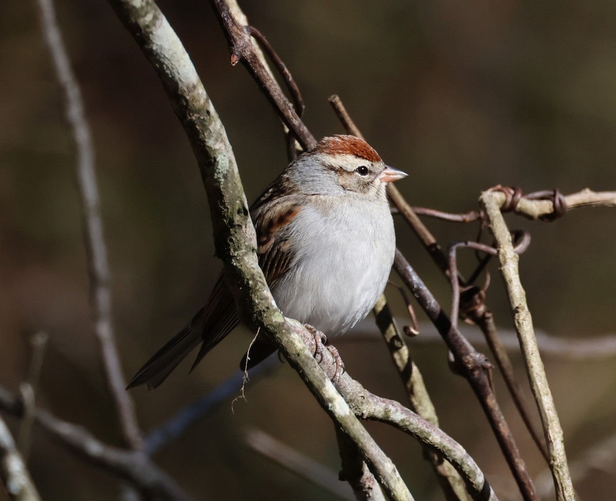 Chipping Sparrow - ML613875094